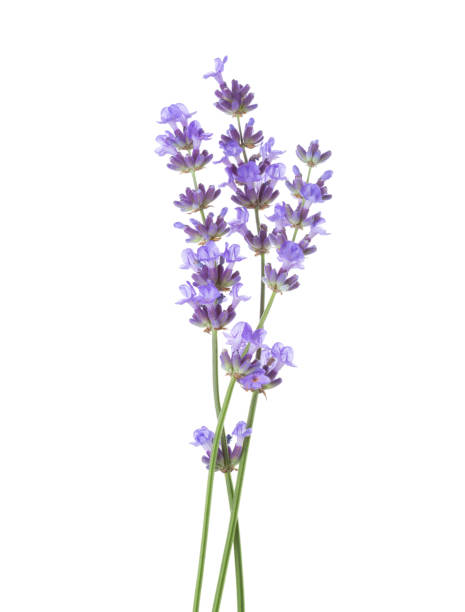 istock Three sprigs of Lavender isolated on white background. 1589337490