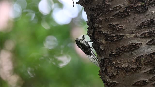 How Minmin cicada sings