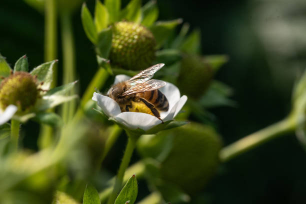 istock Bee on a strawberry flower 1589342416
