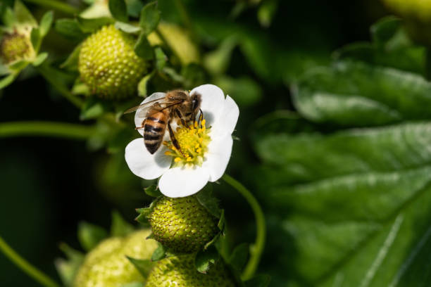 istock Bee on a strawberry flower 1589342632