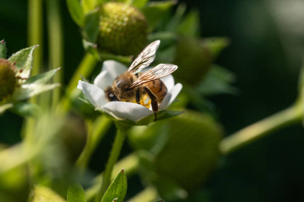 istock Bee on a strawberry flower 1589342925