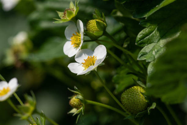 istock Strawberry flower and fruit 1589342950