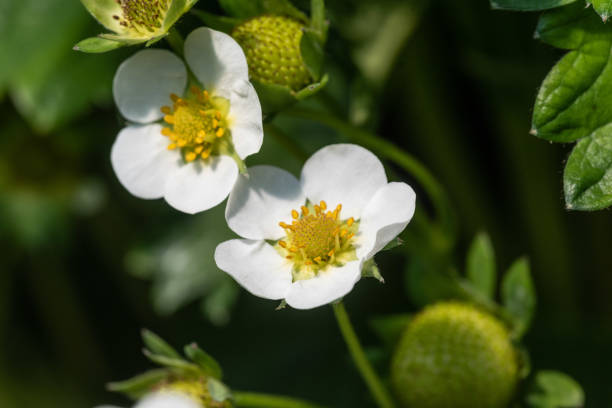 istock Strawberry flower and fruit 1589342956