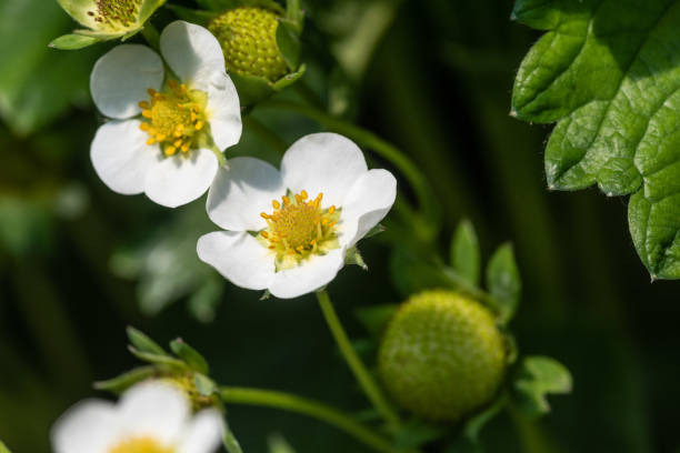 istock Strawberry flower and fruit 1589342962