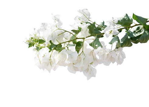 Blooming white  Bougainvillea  isolated on white background.  Selective focus.