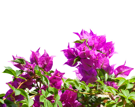 Blooming  Bougainvillea  branches of magenta color isolated on white background. Selective focus.