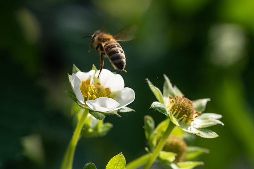 Bee on a strawberry flower  during summer day