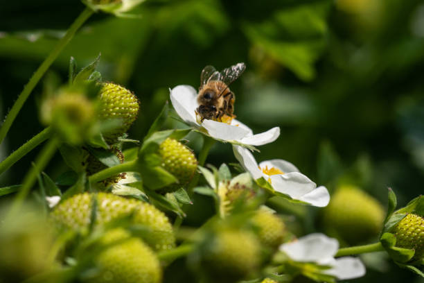 istock Bee on a strawberry flower 1589345106