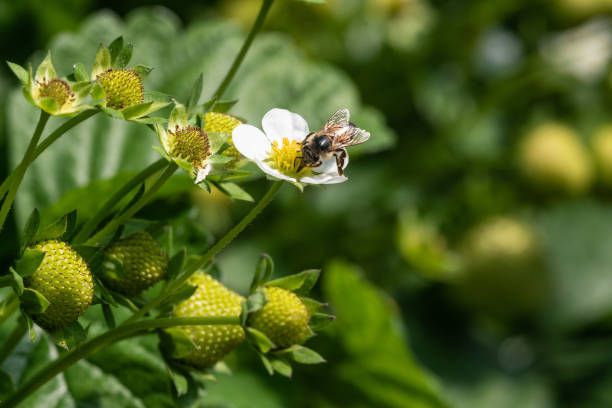 istock Bee on a strawberry flower 1589345660