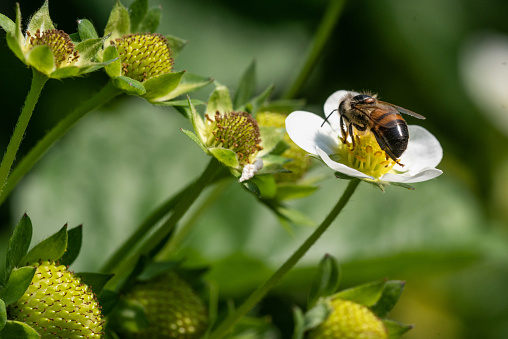 Bee on a strawberry flower  during summer day