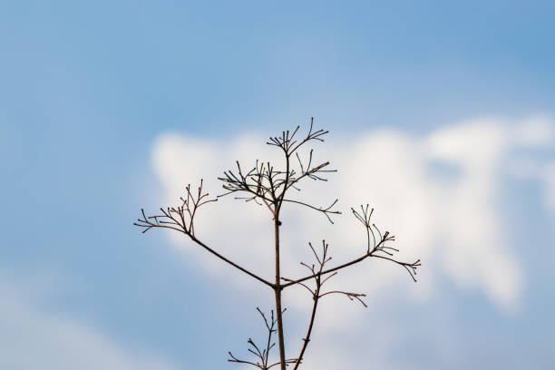 Tree branch against blue sky with clouds, no people, serene nature.