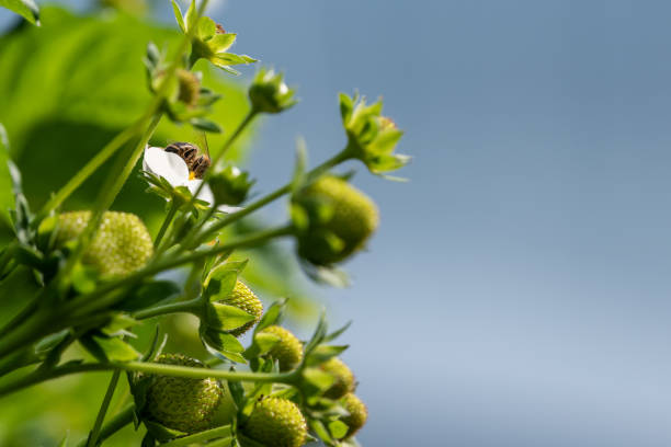 Bee on a strawberry flower  during summer day