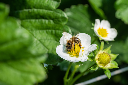 Bee on a strawberry flower  during summer day