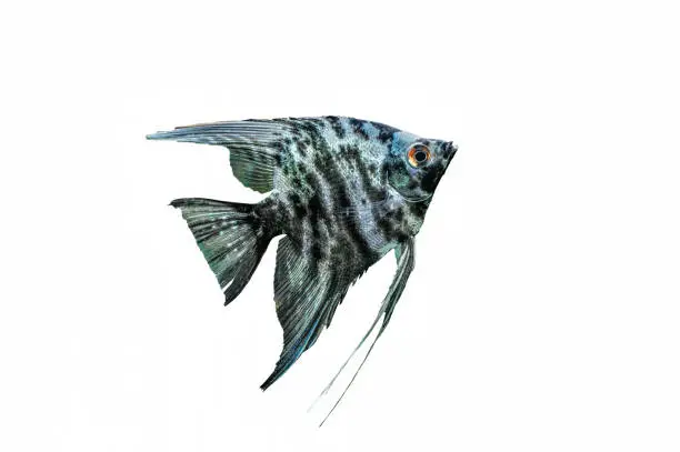 Blue marbled angelfish of tropical freshwater aquarium isolated on white.