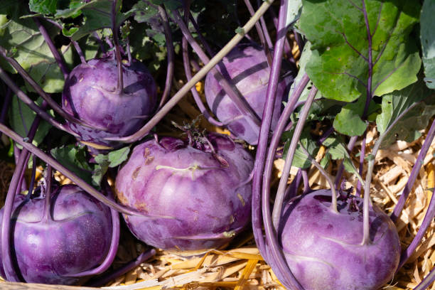 kohlrabi - kohlrabi imagens e fotografias de stock