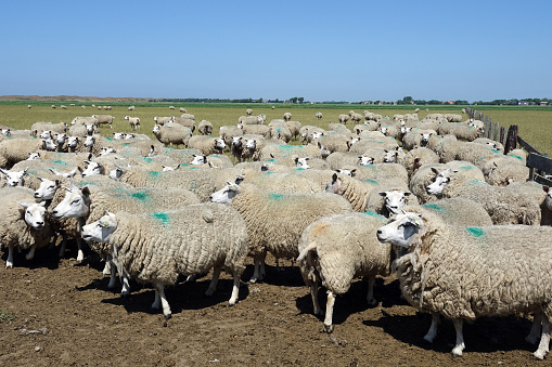 New Zealand is home to some of the world’s best, most natural tasting beef and lamb.Sheep farming did very well in the 1950s and 1960s. But in the 1980s, government subsidies were removed. Sheep farming became less profitable, and sheep numbers fell. Today, farmers have placed increased emphasis on breeding sheep for improved meat or wool production, to keep farms profitable.Sheep numbers have fallen, from 70 million in 1982 to about 29 million in 2014.