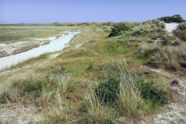 istock Summertime on the Wadden Island Texel 1589362642