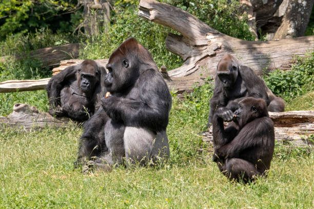 50+ Gorilla 4 Stock Photos and Royalty-Free Pictures - iStock
