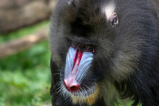 Portrait of a mandrill monkey seen from the front