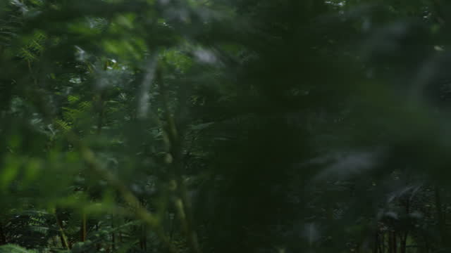 Man lost in the thickets of ferns
