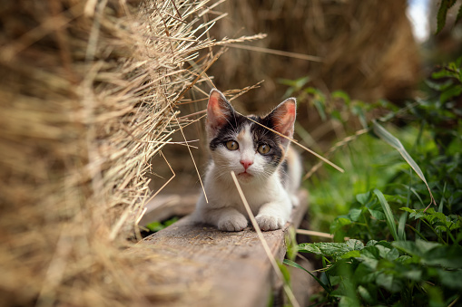Small white black, beige and white kitten walking on ground between hay rolls at farm, looking curious.