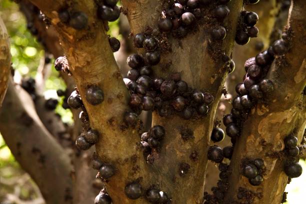 istock Closeup of Brazilian Jabuticaba tree 1589377894