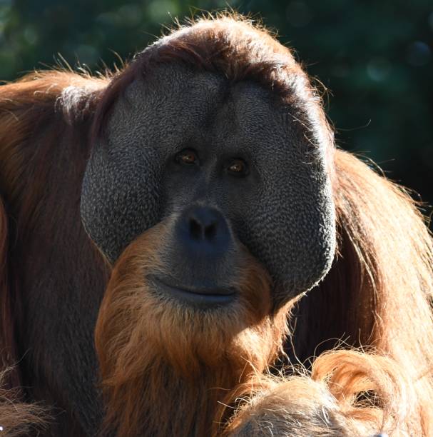 männliche-orang-utan - ape majestic monkey leadership stock-fotos und bilder