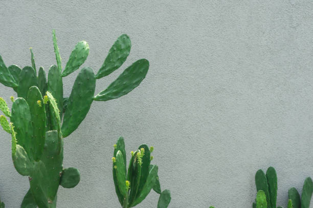 istock Cactus Brasiliopuntia with light grey wall background 1589384445