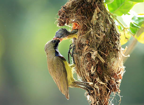 istock Back Olive Sun-bird family 158938664