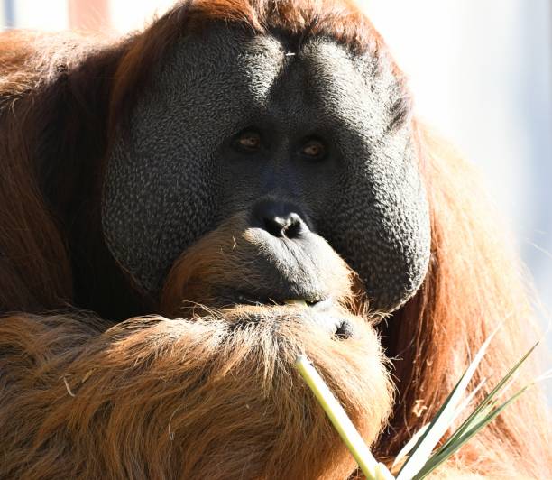 männliche-orang-utan - ape majestic monkey leadership stock-fotos und bilder