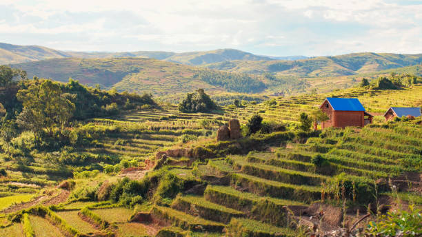 Typical Madagascar landscape - green and yellow rice terrace fields on small hills with clay houses in region near Vohiposa stock photo