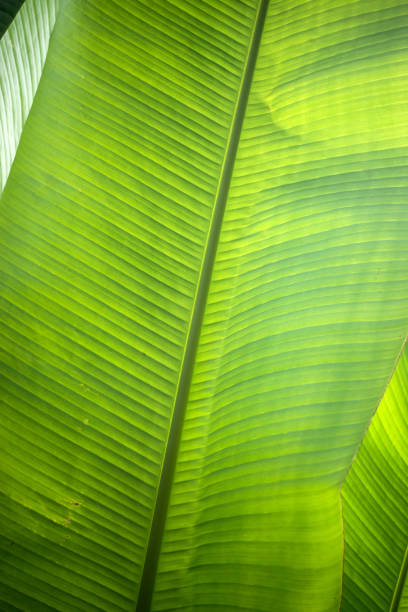 Closeup of banana leaf texture in a public garden