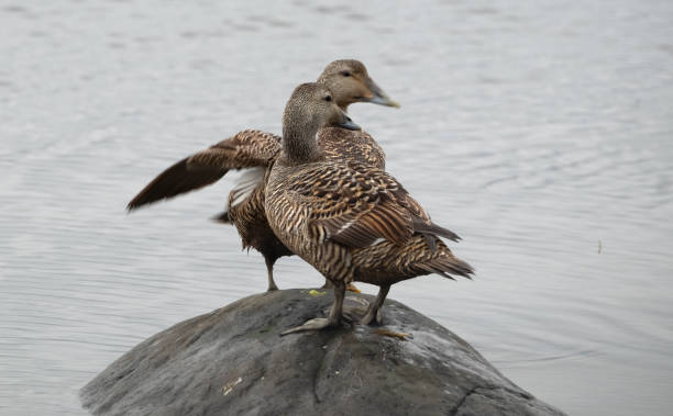 duas fêmeas de patos eider (Somateria mollissima) na península de Melrakkasletta - foto de acervo