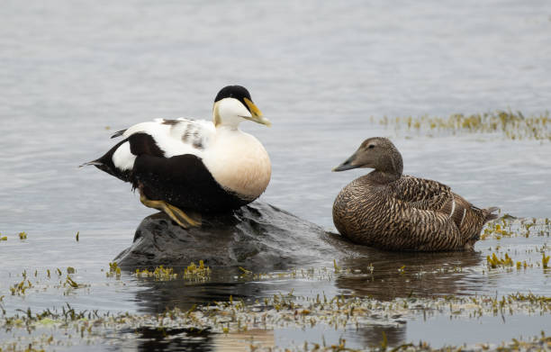 anatre di edredone (Somateria mollissima) nella penisola di Melrakkasletta - foto stock