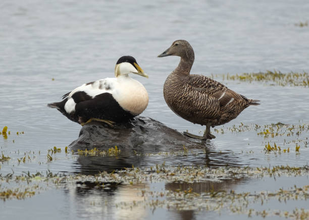 anatre di edredone (Somateria mollissima) nella penisola di Melrakkasletta - foto stock