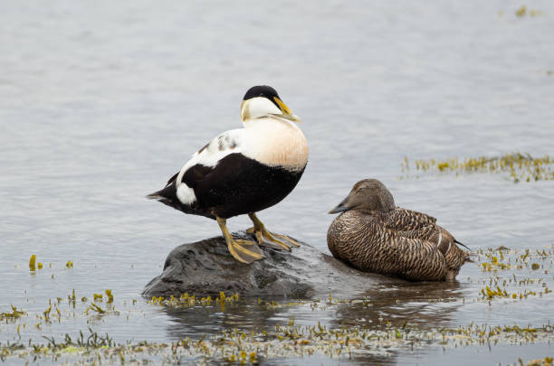 istock eider ducks (Somateria mollissima) at Melrakkasletta peninsula 1589398034