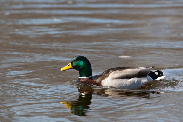 istock Mallard duck floating in a tranquil lake. 1589398576