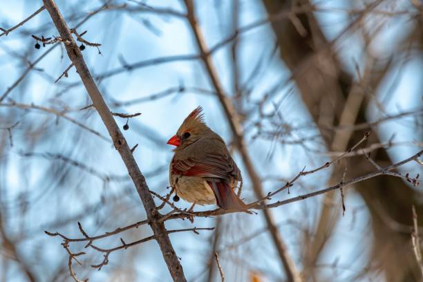 istock Northern cardinal perched on a leafless tree branch against a vibrant blue sky. 1589398607