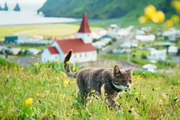 Photo of A cat is strolling in field of flower with Reyniskirkja church in Vik Town