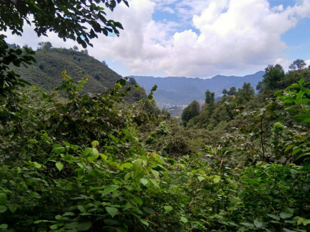 istock The nature view with the bushes with mountain 1589409345