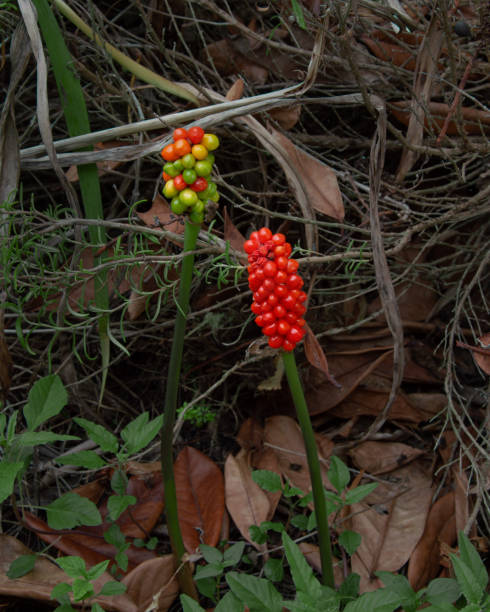 istock Two arum italicum in the forest 1589410973