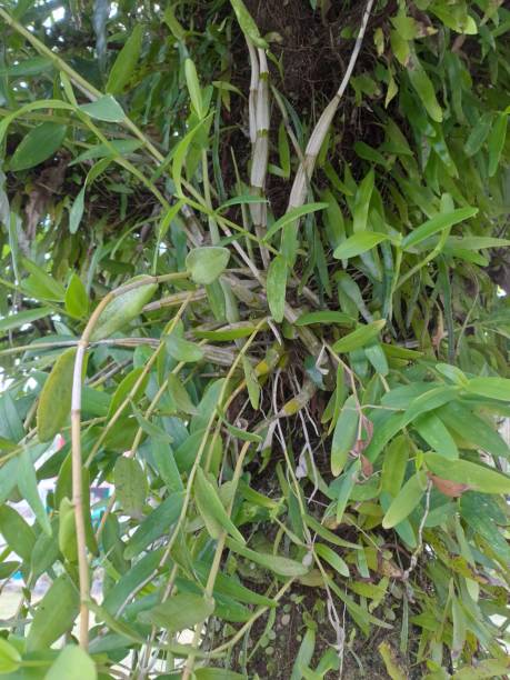 istock Wild Orchid sumatra on tree during fresh morning 1589418472
