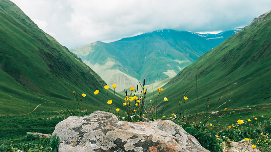 Picturesque landscape, flowers in the foreground, mountains and hills in the background, summer sky and clouds