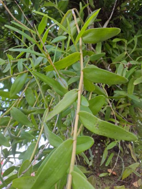 Wild Orchid sumatra on tree during fresh morning