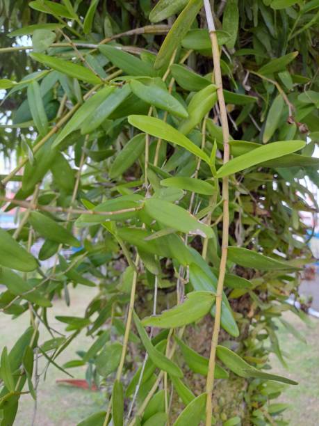 istock Wild Orchid sumatra on tree during fresh morning 1589441035