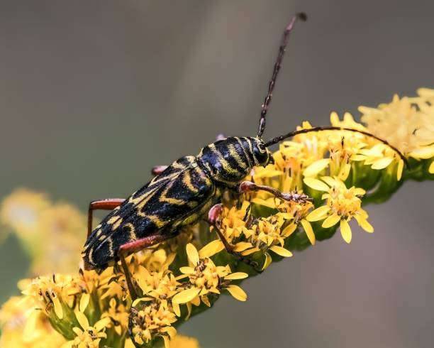 un escarabajo de cuernos largos barrenador de la langosta (megacyllene robiniae) en flores amarillas - megacyllene robiniae fotografías e imágenes de stock