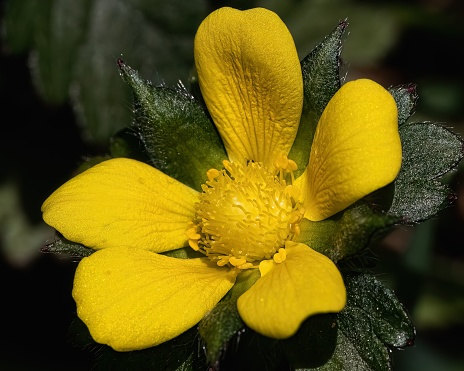 A macro of an early spring vibrant yellow False Mock Strawberry (Potentilla indica) flower