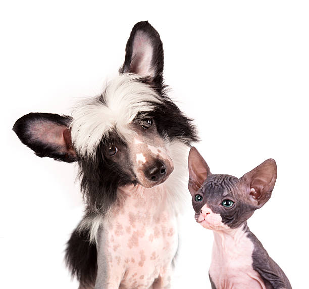 istock hairless dog  and sphinx kitten 158944403
