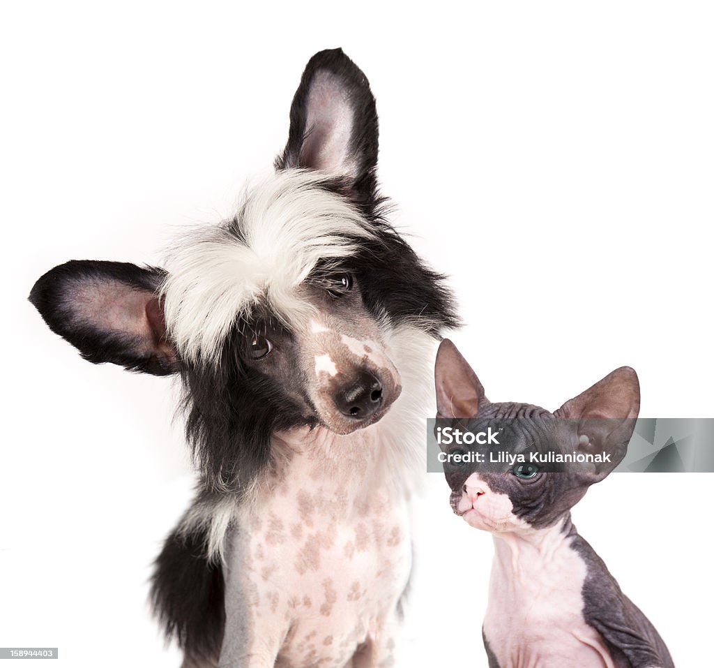 Sem pêlo Cachorro e Filhote de Gato esfinge - Royalty-free Animal Foto de stock