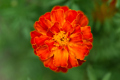Marigolds floral backgrounds. Close up of beautiful Orange Tagetes flower in garden, selective focus. Folk medicine. Concept of physical health. Useful home plants. Flowers for cover and calendar.